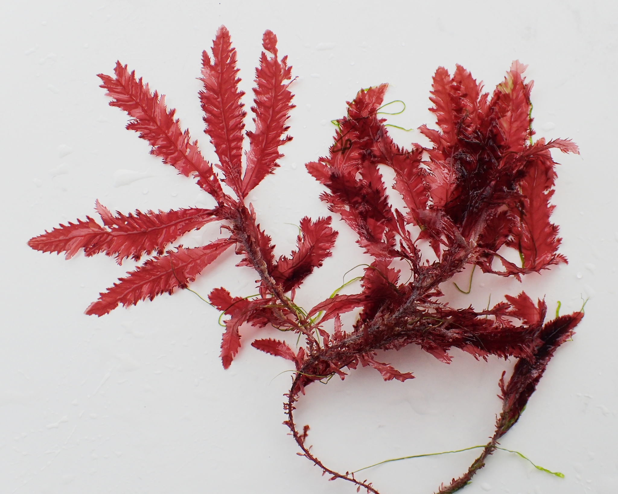 Phycodrys rubens