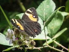 Tisiphone abeona albifascia