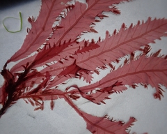 Phycodrys rubens