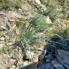 Rock Onion (Allium petraeum)