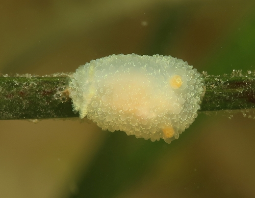 Hairy Spiny Dorid, 24229 Schwedeneck, Deutschland, photo 7 of 10