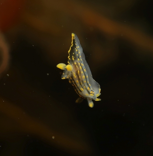 Four-lined Polycera