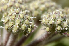Glehnia littoralis