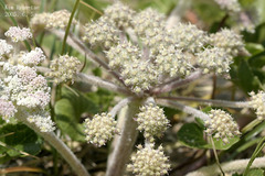 Glehnia littoralis