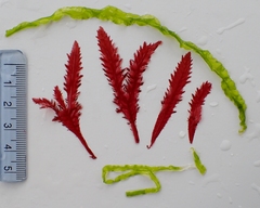 Phycodrys rubens