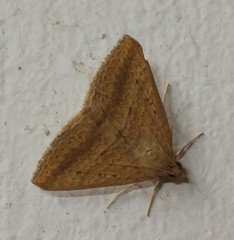 Rhabdophera arefacta