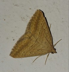 Rhabdophera arefacta