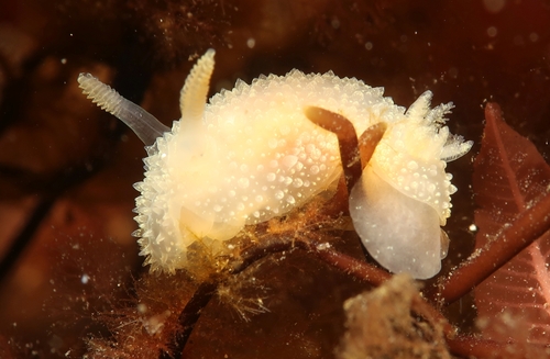 Hairy Spiny Dorid, 24229 Schwedeneck, Deutschland, photo 8 of 10