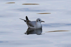 Chroicocephalus ridibundus