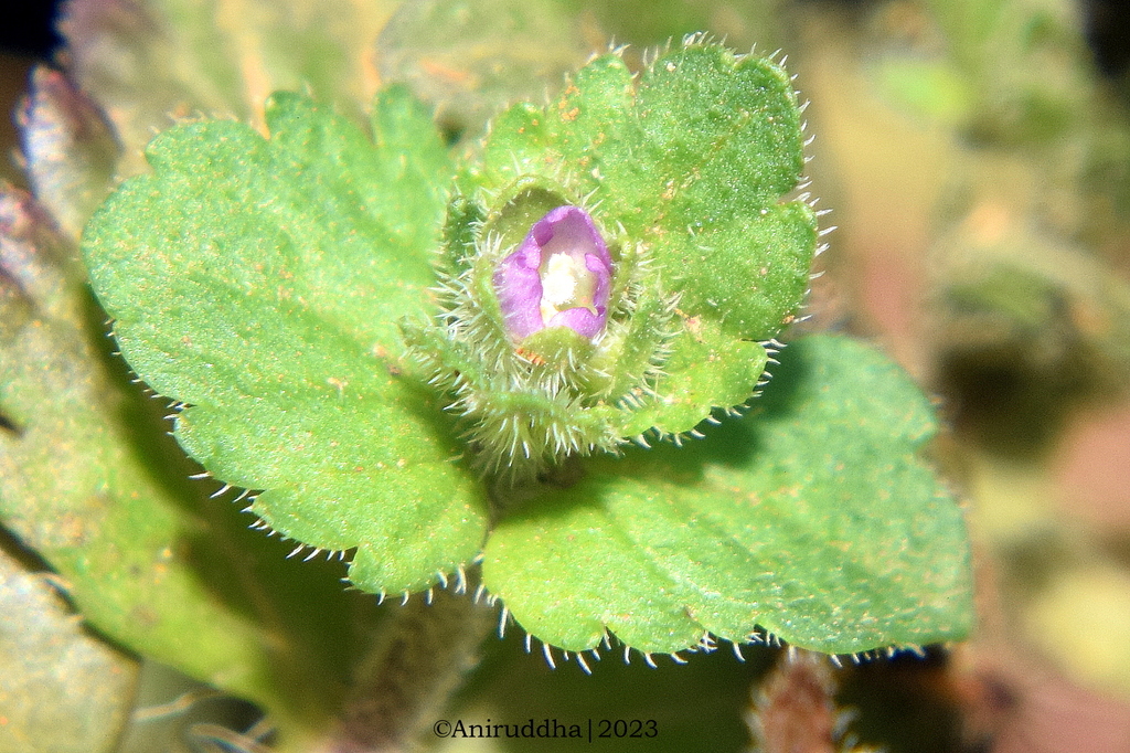 Veronica javanica