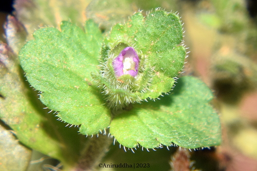 Veronica javanica
