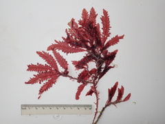 Phycodrys rubens