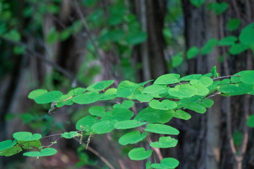 Image of Cercidiphyllum japonicum by (c) WATANABE Hitoshi 渡辺仁, some rights reserved (CC BY)