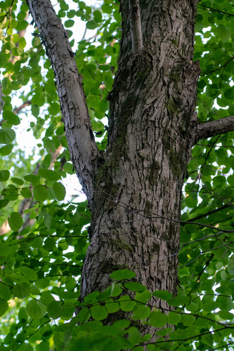 Image of Cercidiphyllum japonicum by (c) WATANABE Hitoshi 渡辺仁, some rights reserved (CC BY)