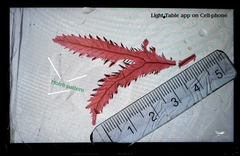 Phycodrys rubens