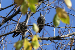 Sturnus vulgaris