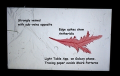 Phycodrys rubens