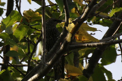 Sturnus vulgaris