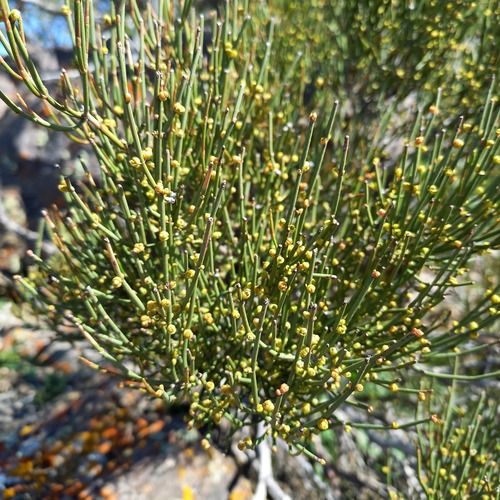 Ephedra intermedia (Ephedra intermedia)