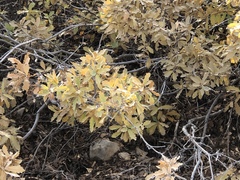 Quercus × undulata