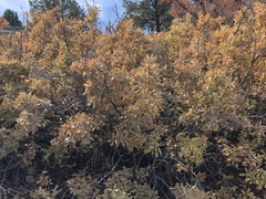 Quercus × undulata