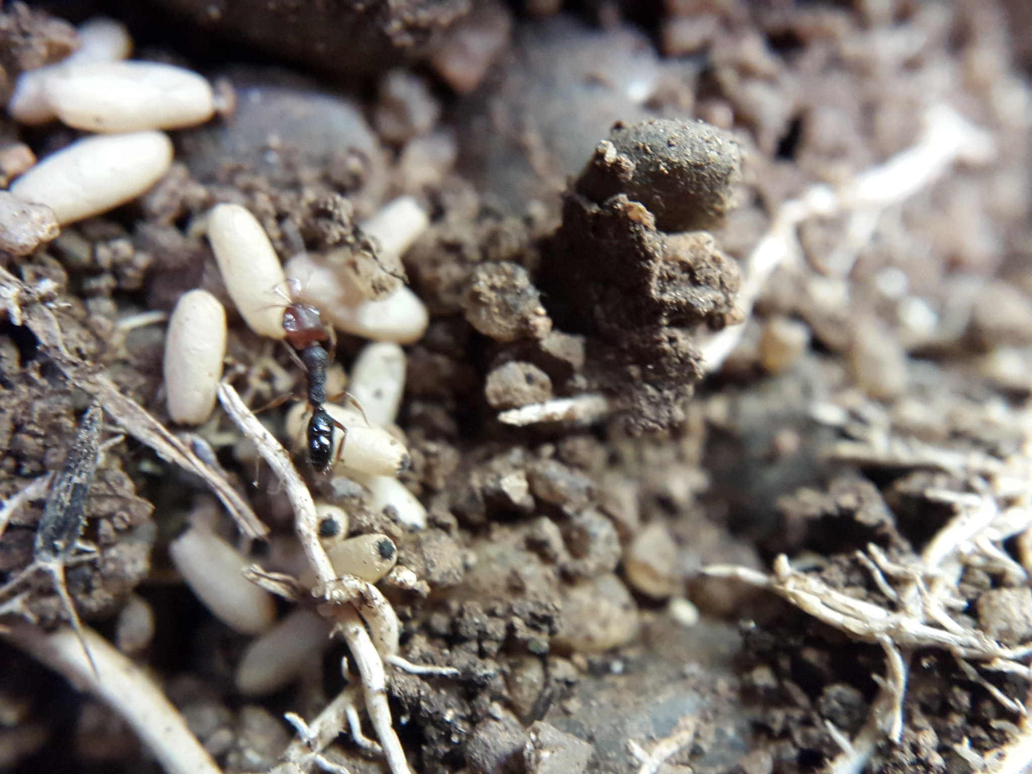 Anochetus validus