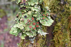 Peltigeraceae