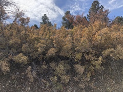 Quercus × undulata