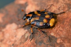 Stripsipher orientalis