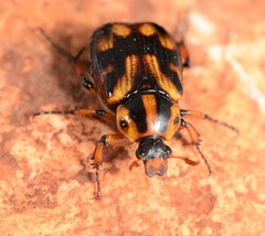 Stripsipher orientalis