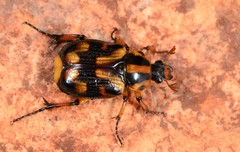 Stripsipher orientalis