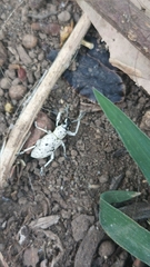 Exophthalmus scalptus image