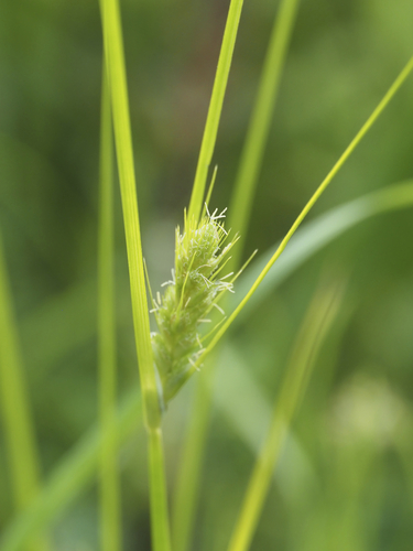 Carex maackii iNat (3)