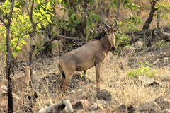 Alcelaphus buselaphus major
