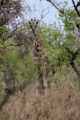 Giraffa camelopardalis antiquorum