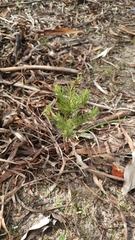 Leucadendron corymbosum