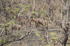 Alcelaphus buselaphus major