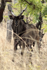 Tragelaphus derbianus