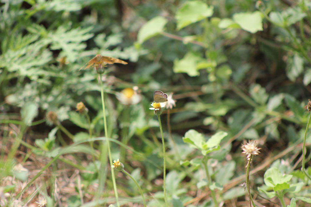 Butterflies from Perur Lake, Coimbatore, Tamil Nadu 641010 on May 1 ...