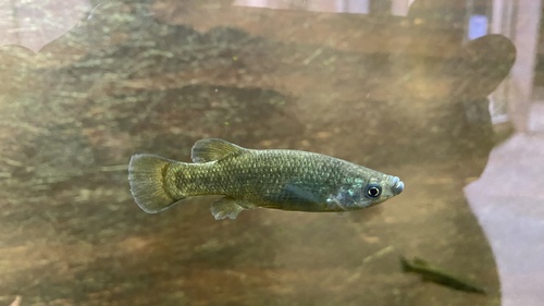 Blackfin goodea (Goodea atripinnis) — Goodeidae