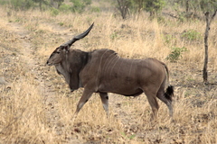 Tragelaphus derbianus