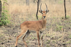 Kobus kob kob