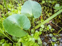 Ornduffia reniformis