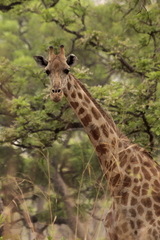Giraffa camelopardalis antiquorum