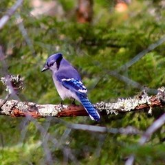 Cyanocitta cristata image