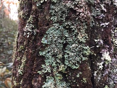 Heterodermia neglecta