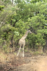 Giraffa camelopardalis antiquorum