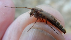 Chironomus crassicaudatus