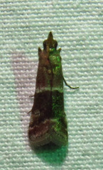 Moodna ostrinella