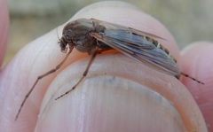 Chironomus crassicaudatus